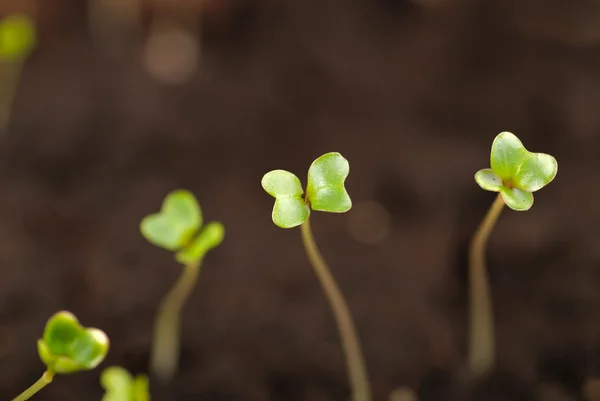 Seedlings close up — Stock Photo, Image