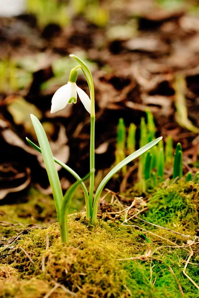 First snowdrop — Stock Photo, Image