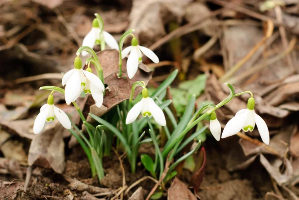 stock image First snowdrops