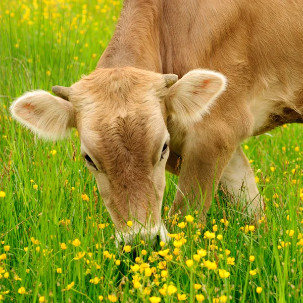 牛放牧 — ストック写真