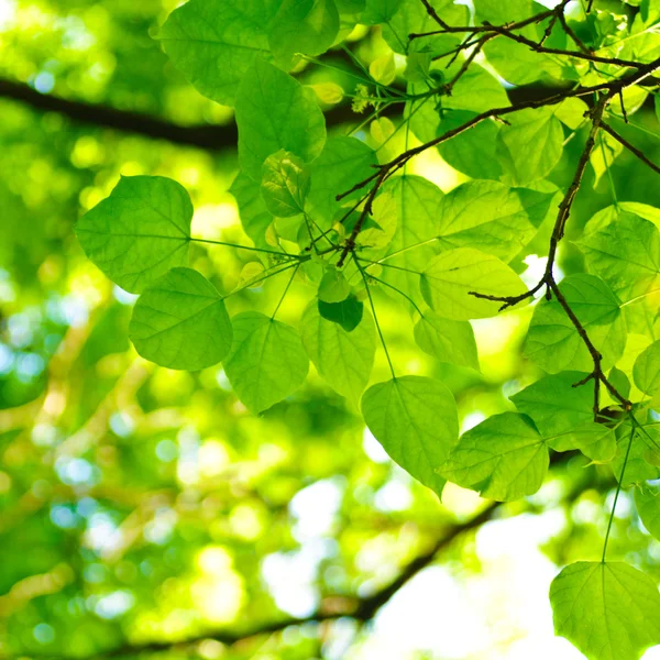 Зелене листя фону — стокове фото
