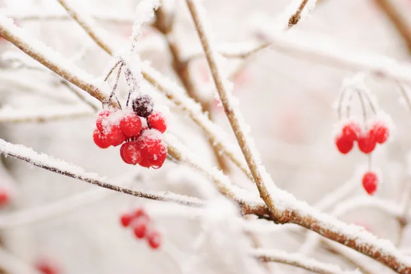 Röda rawanberry på vintern — Stockfoto