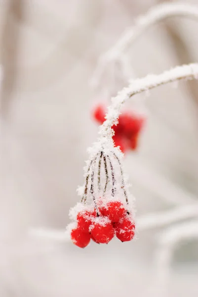 Rode rawanberry in de winter — Stockfoto