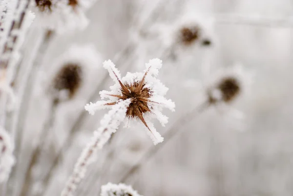 Bur on the frost — Stock Photo, Image