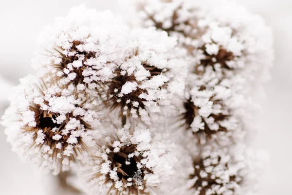 霜にバール — ストック写真