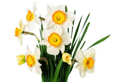 Narcissuses