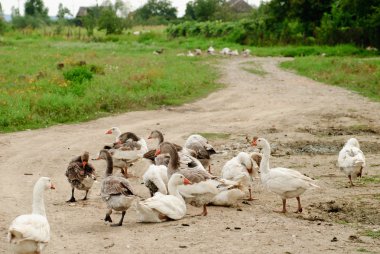 kazların kırsal yolu üzerinde