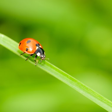 Ladybird çimenlerin üzerinde