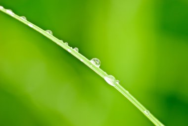 Green grass and drops clipart