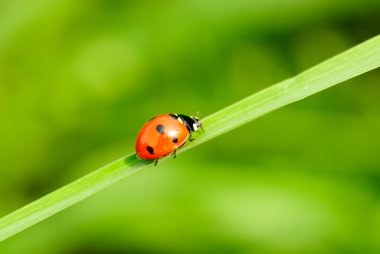 Ladybird çimenlerin üzerinde