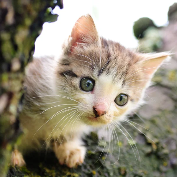 Gatito en el árbol —  Fotos de Stock
