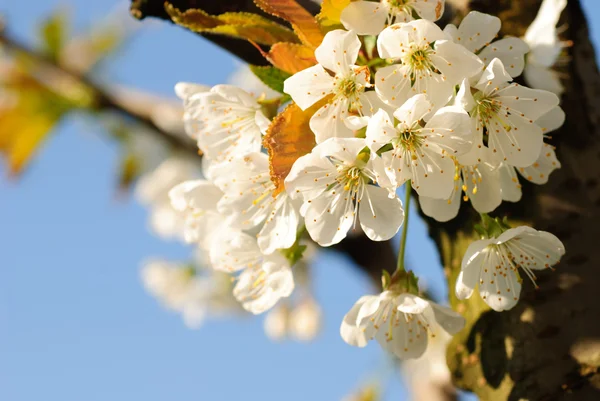 Flor de cerejeira na árvore — Fotografia de Stock