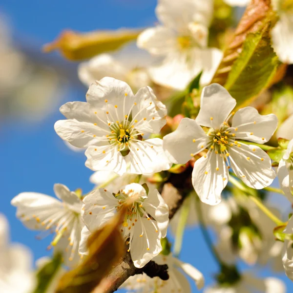 Třešňový květ na stromě — Stock fotografie