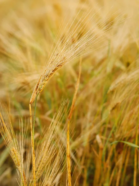 Fundo de trigo maduro — Fotografia de Stock