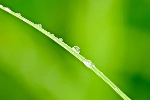 Grama verde e gotas — Fotografia de Stock