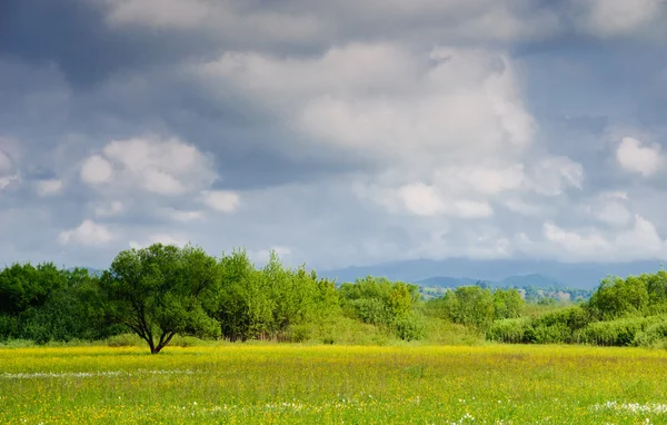 牧草地と青空 — ストック写真