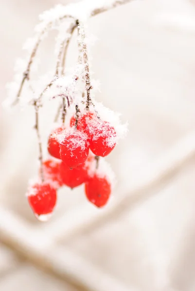 stock image Red rawanberry in winter