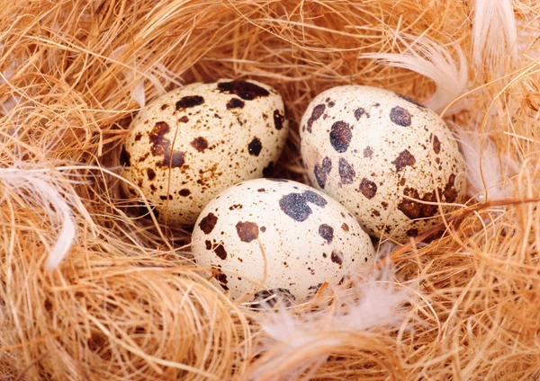 Quail's eggs — Stock Photo, Image