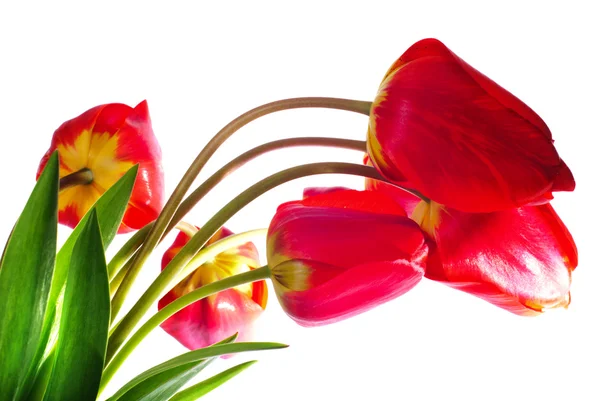 Rode tulpen geïsoleerd — Stockfoto