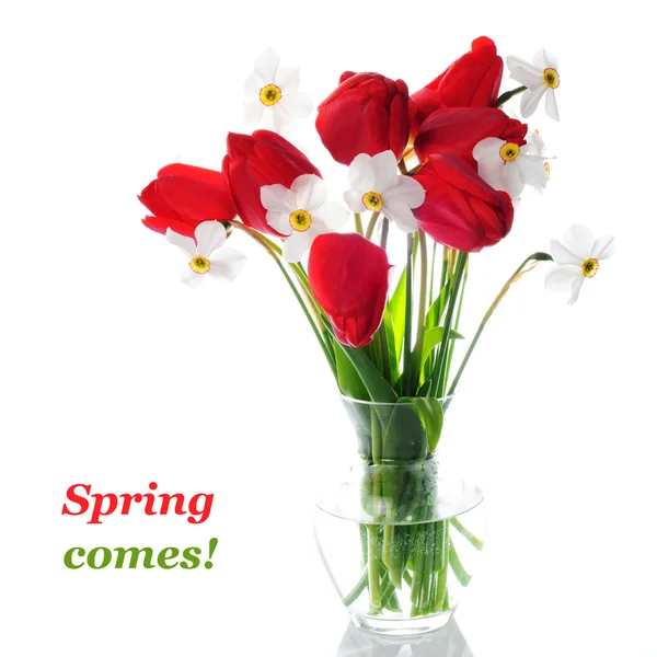 Rote Tulpen und weiße Narzissen in der Vase — Stockfoto