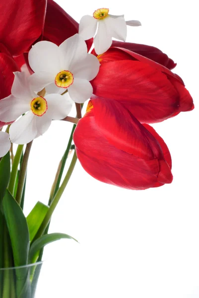 Rode tulpen en witte narcissuses in vaas — Stockfoto