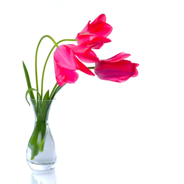Červené tulipány, samostatný — Stock fotografie