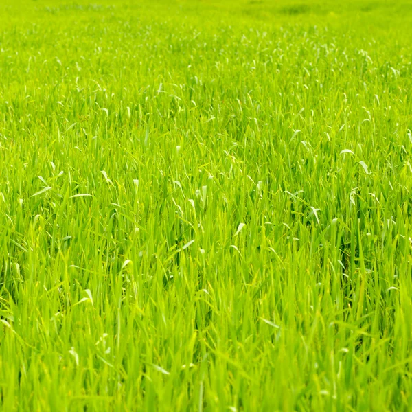 Zelená pšenice pozadí — Stock fotografie
