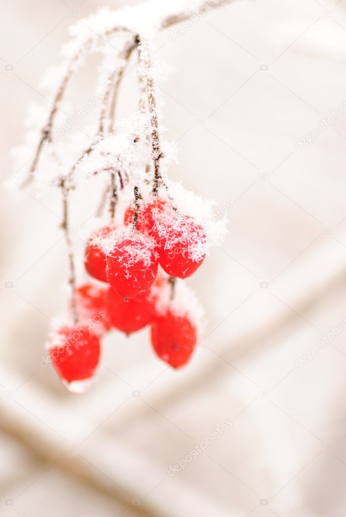 Red rawanberry in winter