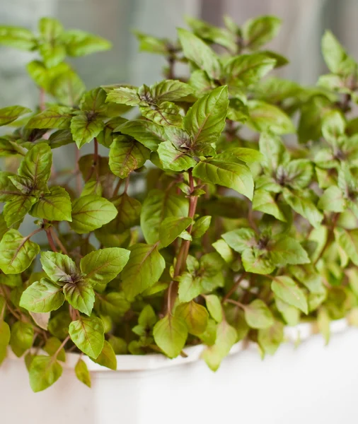 stock image Homegrown basil