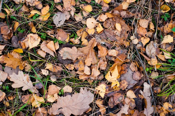 stock image Autumn background