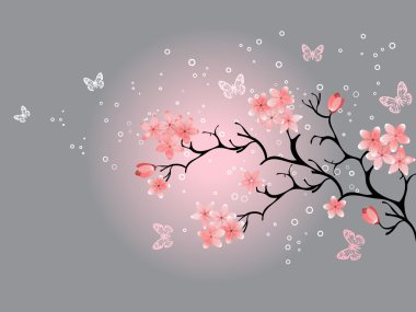 Cherry blossom, grey background