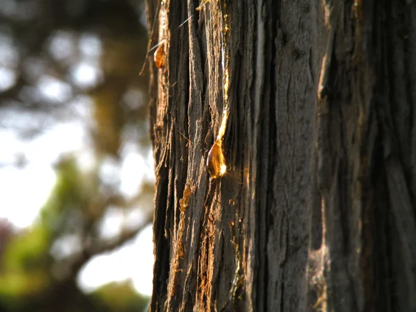 Drop Nadeln auf den Bäumen — Stockfoto