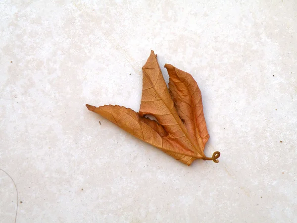 Ξηρά και πεσμένα φύλλα — Φωτογραφία Αρχείου