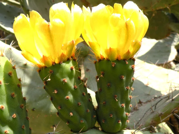 Bloemen en product cactus — Stockfoto