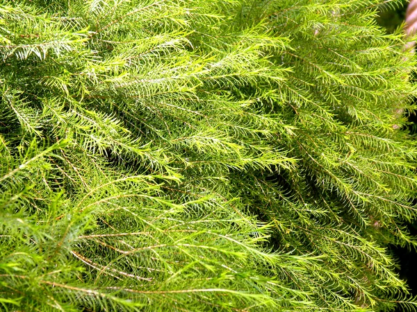 Yeşil arka plan doğa üzerinde — Stok fotoğraf