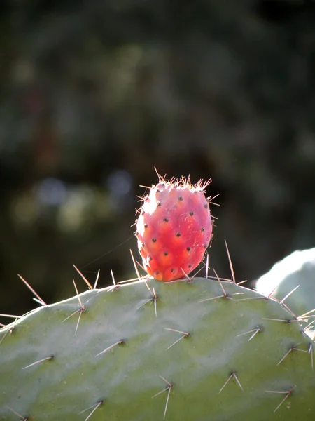 Érett piros kaktusz — Stock Fotó