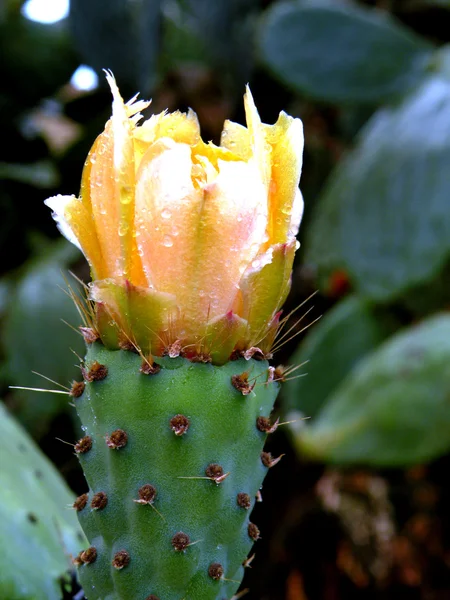 Flores Cactus Producto Duro Brillante Dulce Muy Nutritivo Útil — Foto de Stock