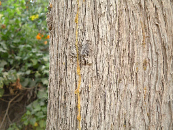 stock image Bark of a tree against a hedge