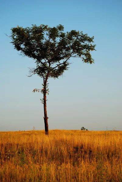 stock image Lonely tree