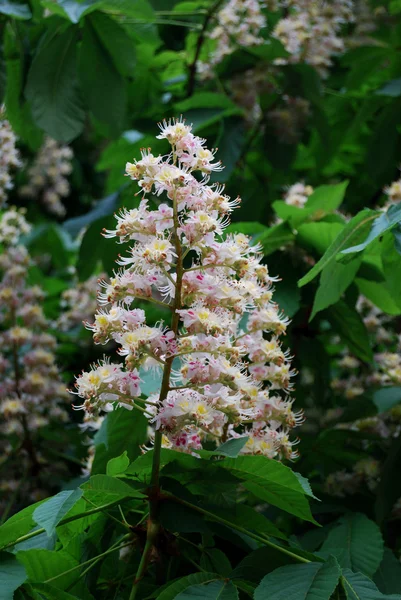 stock image Aesculus hippocastanum