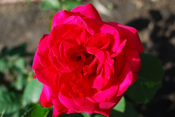 stock image Buds of roses