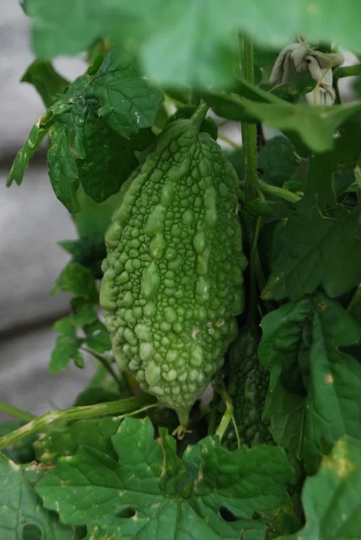 stock image Cucumbers