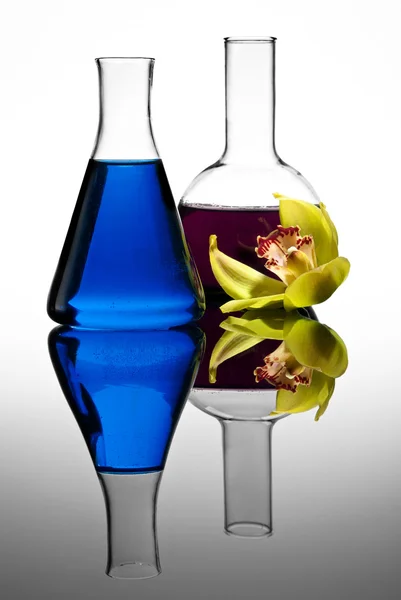 Twee kleurrijke kolven met bloem — Stockfoto