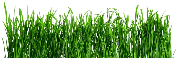 stock image Dew on spring grass