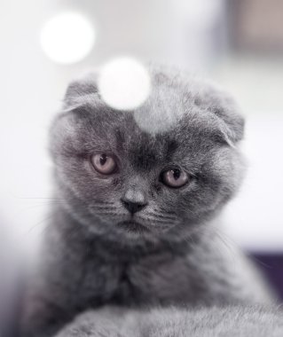 Grey kitten clipart