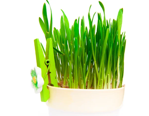Цветочный горшок с зеленой травой — стоковое фото