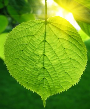 Green leaf and sunlight clipart
