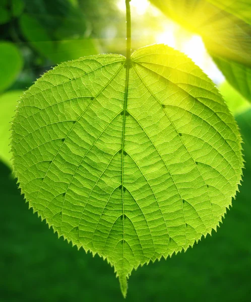 Folha verde e luz solar — Fotografia de Stock