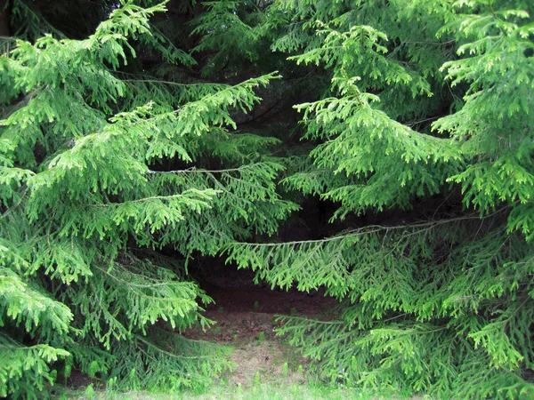Větve borovice — Stock fotografie