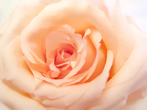 Rose rose délicate — Photo